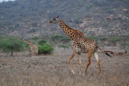 Tsavo giraffes  by Ninara