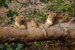 Tsavo lion cubs  by Matt Berlin