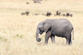 Mara elephant  by Christopher Michel