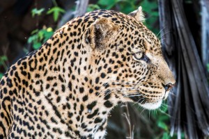 Tsavo leopard by Ninara