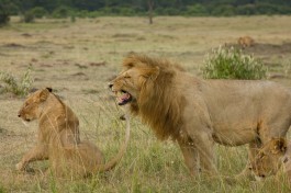 Mara lions  by Weldon Kennedy