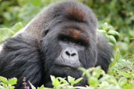 Volcanoes gorilla  by Joachim Huber