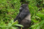 Uganda gorilla  by Philip Kromer