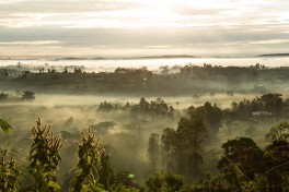 Scenery-in-kibale 