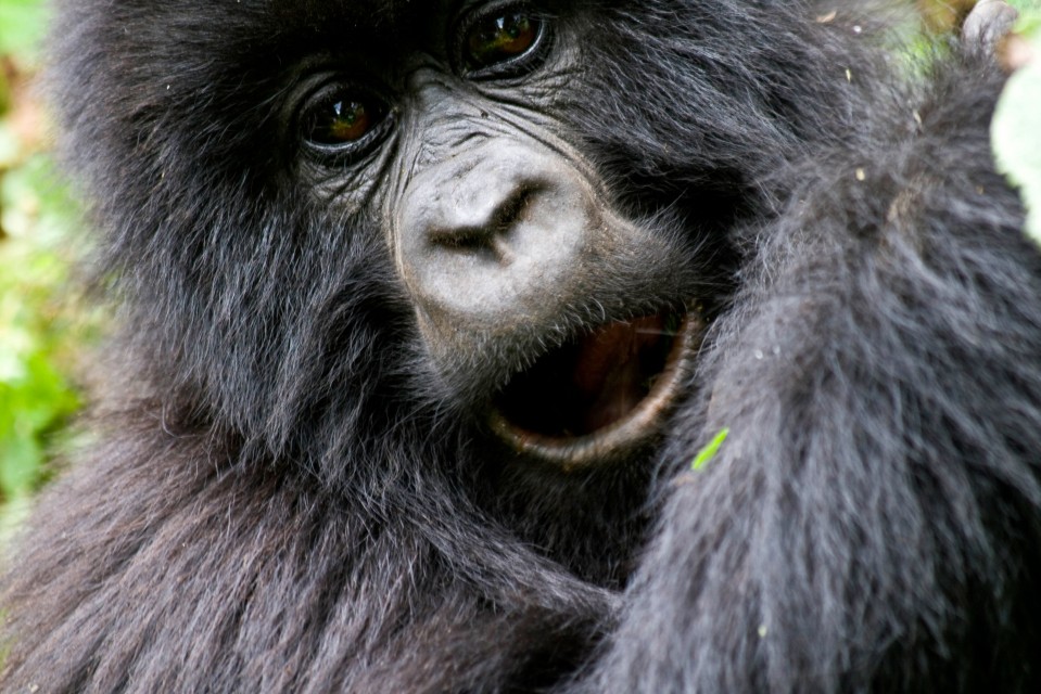 Rwanda gorilla trek