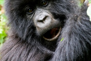 Rwanda gorilla trek by Hjalmar Gislason