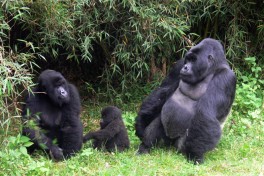 Gorilla group  by Alan & Flora Botting