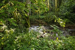 Rwanda rainforest 