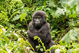 Mountain gorilla 