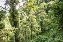 Virunga forest 