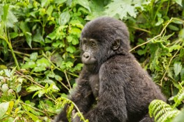 Baby gorilla 