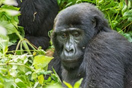 Mountain gorilla 