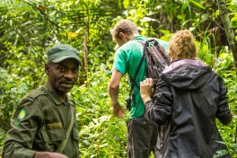 Gorilla trekking 