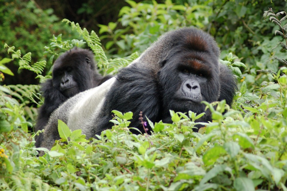 Rwanda gorillas