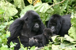 Gorillas in Volcanoes Park  by Derek Keats
