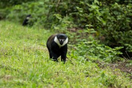 L'Hoest's monkey in Nyungwe  by Justin Raycraft