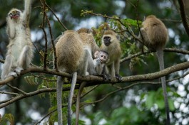 Vervet monkeys in Nyungwe Forest   by Justin Raycraft