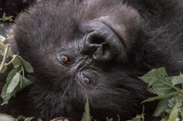 Gorilla close up  by Maciej