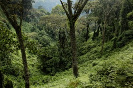 Nyungwe National Park  by Rwanda government