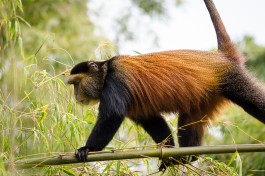 Golden monkey in Volcanoes  by Henrik Palm