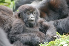 Mountain gorillas  by Joachim Huber