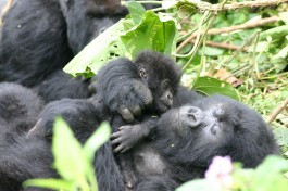 Gorilla baby and mom  by Derek Keats