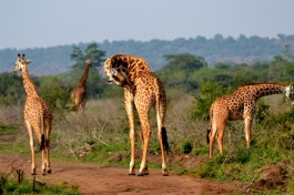 Akagera giraffes  by Abhishek Singh