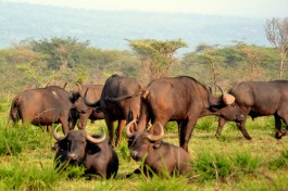 Akagera buffalos  by Abhishek Singh