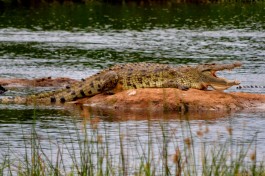 Akagera crocodile  by Abhishek Singh