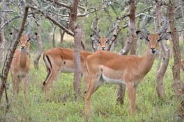 Akagera  impalas  by Francois Terrier