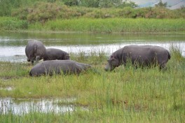 Akagera hippos  by Francois Terrier
