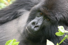 Gorilla in Rwanda  by Joachim Huber