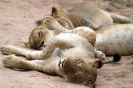 Sabi Sands Safari lions napping  by flowcomm