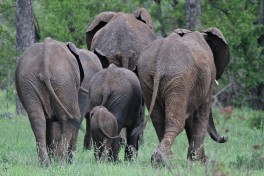 Sabi Sands Big 5 Safari - elephants  by s9-4pr