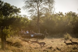 Sabi Sands Safari game drive 