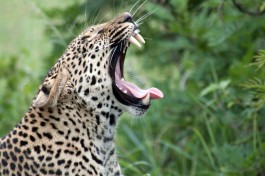 Sabi Sands Safari - leopard  by flowcomm