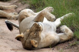 Sabi Sands Safari - lion  by flowcomm