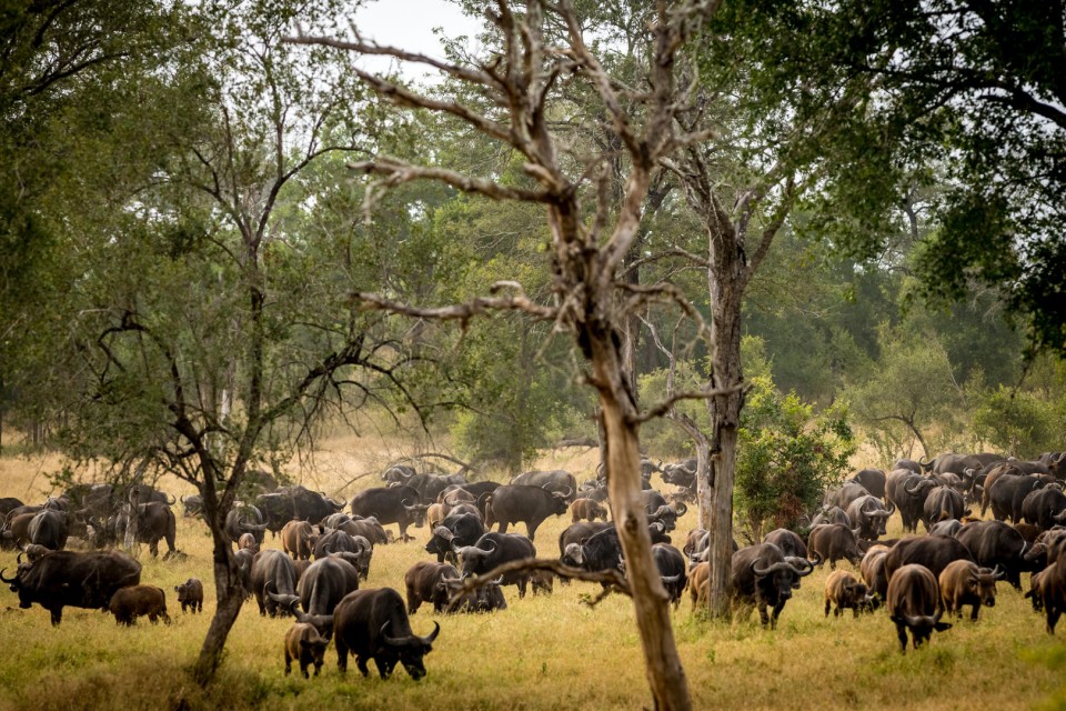 Budget Sabi Sands Safari buffalos