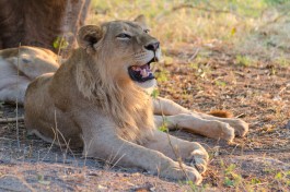  Moremi lions  by Michael Jansen