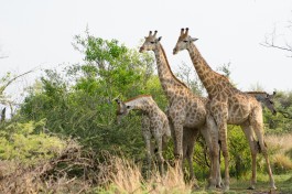  Moremi giraffes  by Michael Jansen