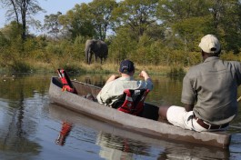 Mekoro elephant sighting 