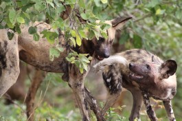 Chobe wild dogs  by Derek Keats