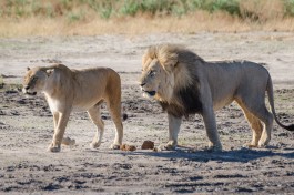 Savuti lions  by Michael Jansen