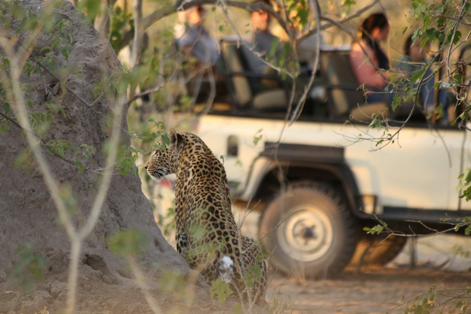 Leopard sighting