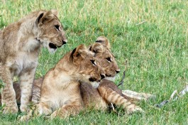 Savute lion cubs  by s9-4pr