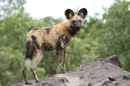 Savuti wild dog  by Derek Keats