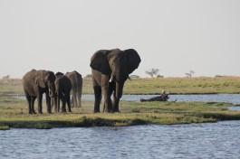 Chobe elephants  by Ross Hugget