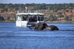 Chobe river boat cruise 