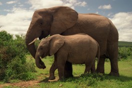 Addo Elephants  by Brian Snelson