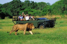 Game drive in Addo 